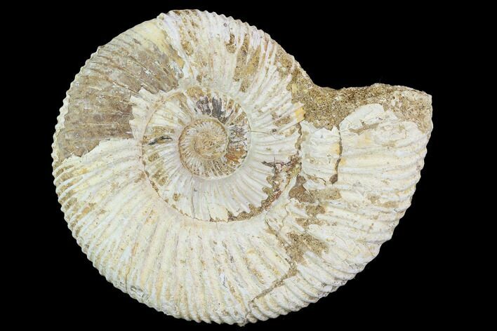 Perisphinctes Ammonite - Jurassic #100293
